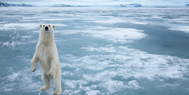 דובי הקוטב התווספו לרשימת הגנת בעלי חיים של האו