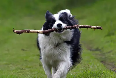 בורדר קולי משחק